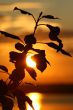 Branch on a sunset.