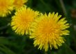 dandelions.