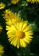Yellow flowers.