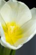 white tulip