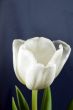 white tulip