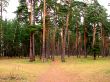 Coniferous forest