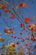 Autumn landscape.