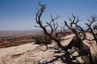 Dead tree in the canyons