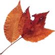 Natural Leaf