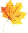 Natural Leaf