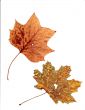 Natural Leaf