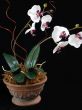 Phalaenopsis in Pot