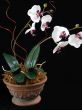Phalaenopsis in Pot