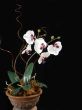 Phalaenopsis in Pot
