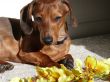 Dachshund with Orchids