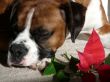 Boxer with Poinsettia