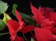 Poinsettia Branch