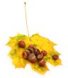 acorns and maple leaf on white