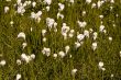 Meadow of the Cotton grass. Swiss Alps.