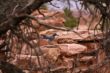 Scrub jay. Wildlife.