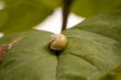 Snail on the leaf