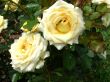 Yellow roses