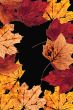 Nature Webpage Design layout