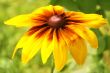  Sun flower.