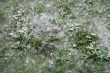Grass under ice