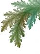 Fractal Abstract Background - Leaf Texture