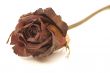 Dried Rose Close-up