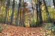path in beautiful fall forest