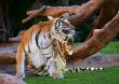 Scratching Tiger