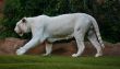 Tiger White