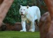 White Tiger