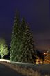 christmas trees