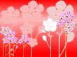 cherryblossombg