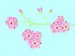 cherryblossom