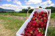 Picking strawberries
