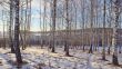 Transparent forest.