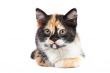 Kitten sits