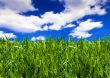 Fields of summer