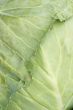 Cabbage leaf with bug