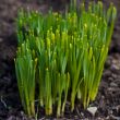 Snowdrop burgeons