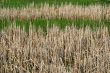 Wild reeds in marshland