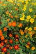 Happy sunny flowers