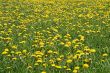 Sunny dandelion lawn