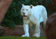 A White Tiger