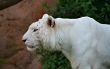 White Tiger Profile