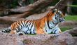 A Tiger