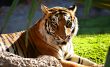 Tiger Head