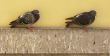 Pigeons,Columba Livia
