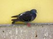 Pigeon,Columba Livia