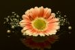 flower with perls and reflections